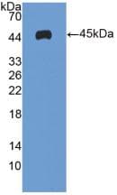 ICAM-1 / CD54 Antibody (aa41-464)
