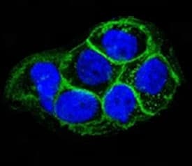 EGFR Antibody (clone ERB59-1)