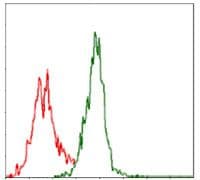 ASS1 / ASS Antibody (clone 2B10)