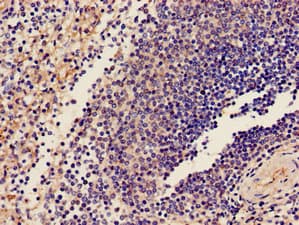 GP9 / CD42a Antibody