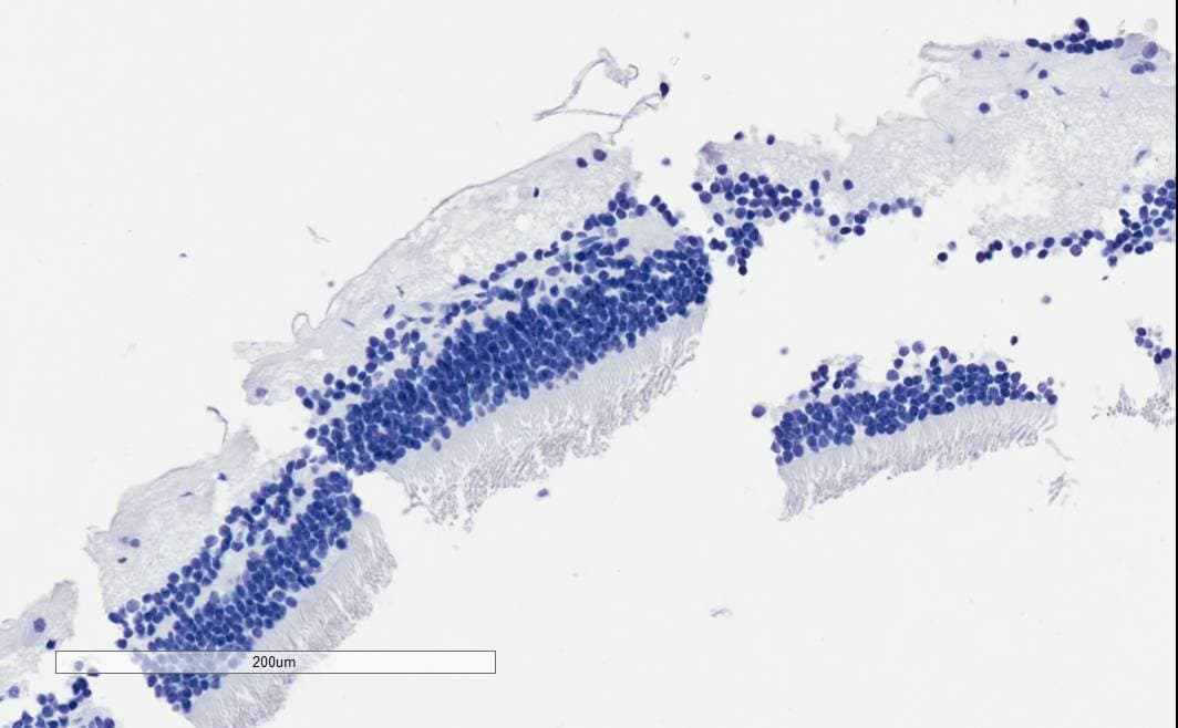 ARMS2 Antibody (aa49-58)