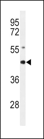 AGER / RAGE Antibody (aa24-52)