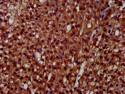 LAPTM4A Antibody