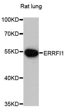 ERRFI1 / RALT Antibody