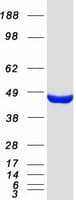 Human MAT / MAT1A Protein (Recombinant Myc-DDK (Flag))
