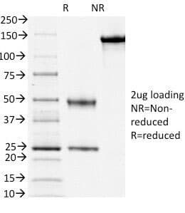 Monoclonal Mouse anti-Human CD3E Antibody (clone PC3/188A, Azide-free,BSA-free, IHC, IF, WB)