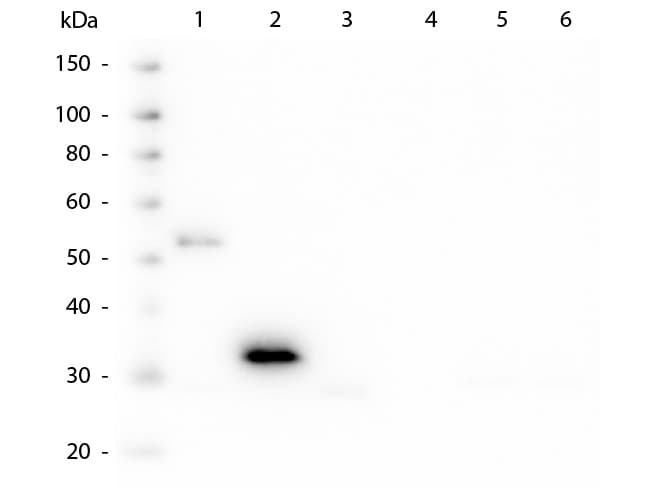 Mouse Anti-Human IgG Fc Secondary Antibody (clone 3D8.H7.D4)