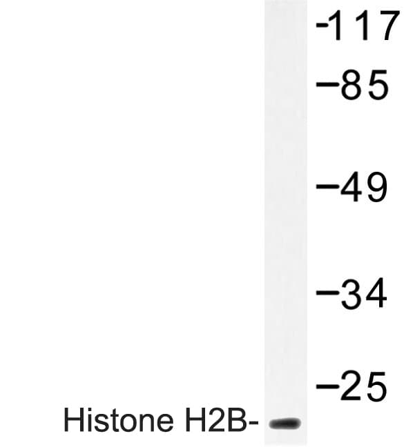 Histone H2B Antibody (Pro8)