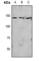 NOS3 / eNOS Antibody