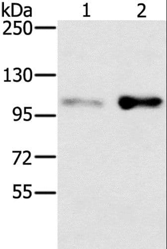 SLTM Antibody