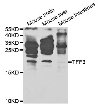 PathPlus™ TFF3 / Trefoil Factor 3 Antibody