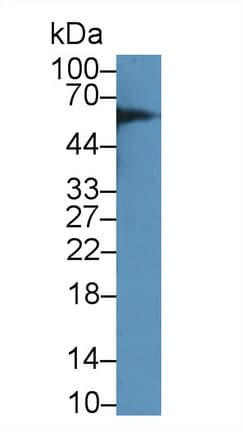 Antithrombin Antibody (aa159-258, Cy3)