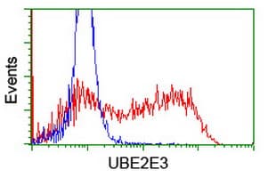 UBE2E3 Antibody (clone OTI6D3)