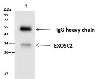 EXOSC2 / RRP4 Antibody