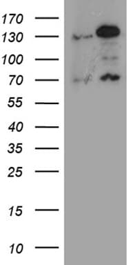 RAD21 Antibody (aa193-458, clone OTI11F10, Carrier-free)