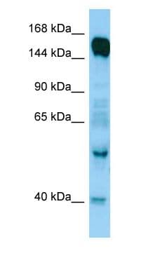 RAPGEF6 Antibody (aa86-135)