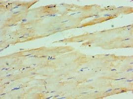 COQ7 Antibody (aa37-217)