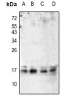 ARPC5 / p16-Arc Antibody