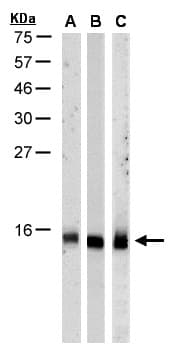RPA3 Antibody (aa1-121)