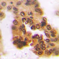 Alpha4GnT / A4GNT Antibody (Internal)