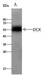 DCX / Doublecortin Antibody (Preservative Free)