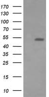 PathPlus™ ERG Antibody (clone 8A9)