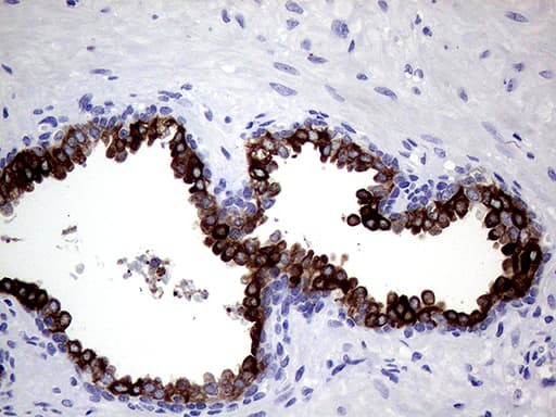 AGR2 Antibody (aa21-175, clone OTI1H8)