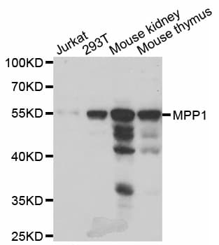 MPP1 Antibody