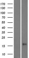 DEFB113 Protein (Over-Expression Lysate Myc-DDK (Flag))