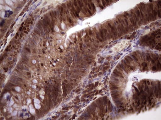 MCM2 Antibody (clone OTI4C9)