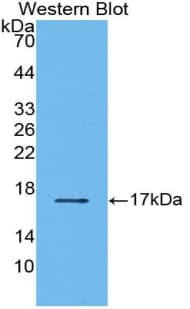 TGFB2 / TGF Beta2 Antibody (aa303-414, APC)