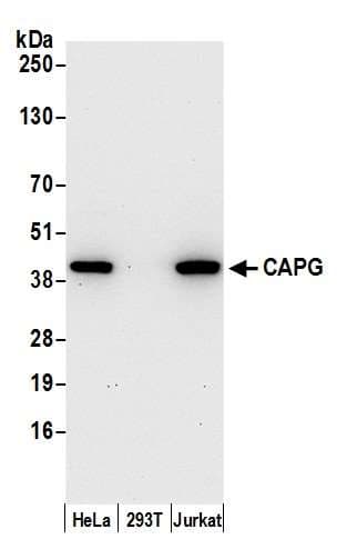 CAPG Antibody (aa298-348)