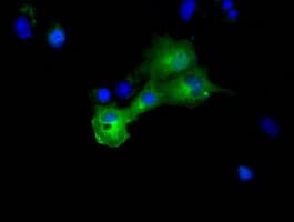 DYNC1LI1 Antibody (clone OTI1D1, Carrier-free)