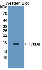 PIM1 / Pim-1 Antibody (aa38-177, Biotin)
