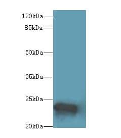 MRPL48 Antibody