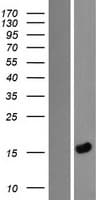 LEMD1 Protein (Over-Expression Lysate Myc-DDK (Flag))
