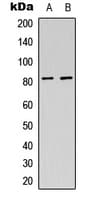 Polyclonal Rabbit anti-Human USP44 Antibody (Internal, WB)