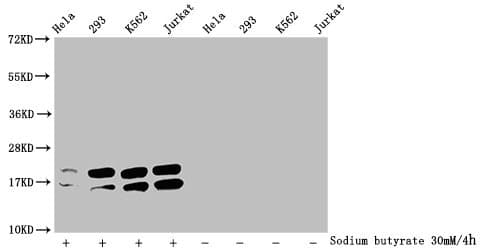HIST1H1C Antibody