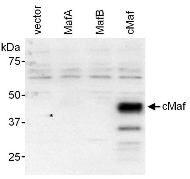 c-Maf Antibody (aa150-200)
