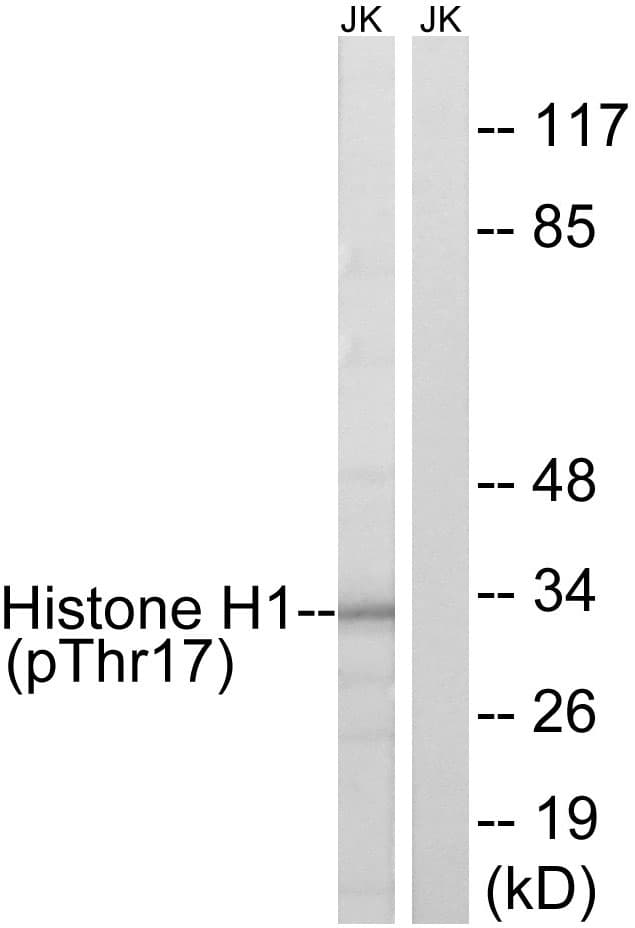 Histone H1 Antibody (phospho-Thr17)