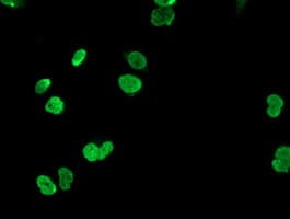 Monoclonal Mouse anti-Human HOXC11 Antibody (clone OTI3G5, IF, WB)