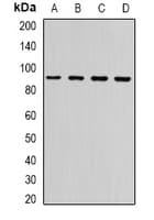 Polyclonal Rabbit anti-Human NLGN4Y Antibody (IHC, WB)