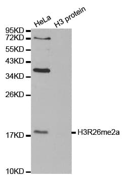 Histone H3 Antibody (Asym-Di-Methyl-Arg26)
