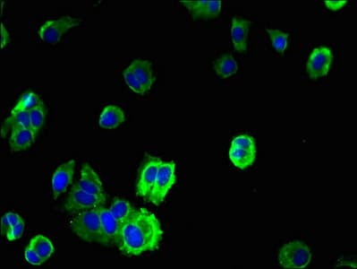 TMEM109 Antibody