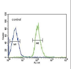 FGFR1 / FGF Receptor 1 Antibody