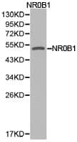 NR0B1 / DAX1 Antibody