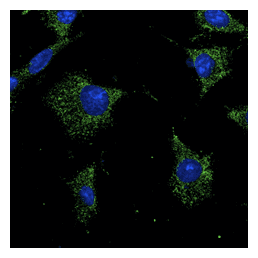 IHC-plus™ RAB7A / RAB7 Antibody (C-Terminus)