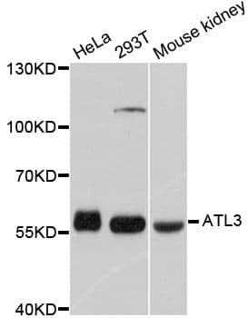 ATL3 Antibody
