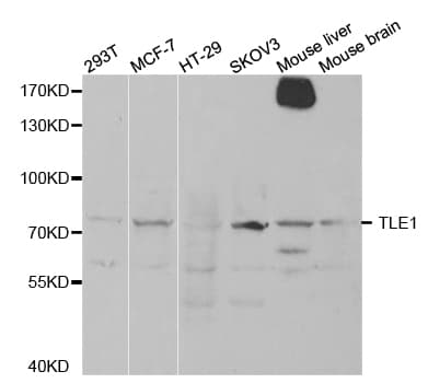 TLE1 / TLE 1 Antibody