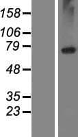 LRRC8E Protein (Over-Expression Lysate Myc-DDK (Flag))
